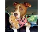 Adopt May a American Pit Bull Terrier / Mixed Breed (Medium) / Mixed dog in