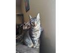 Adopt Tango 4003 a Domestic Shorthair / Mixed cat in Vista, CA (38455205)