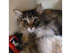 Adopt Bridget a Domestic Long Hair