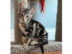 Adopt Wheezy a Domestic Shorthair / Mixed (short coat) cat in Sewell