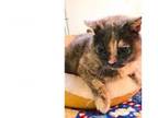 Adopt Felicity a Domestic Short Hair, Calico