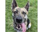 Adopt Zoya a German Shepherd Dog