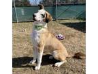 Adopt Delilah a American Staffordshire Terrier, Husky
