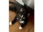 Adopt Socks a Domestic Shorthair / Mixed cat in Whitestone, NY (38602258)