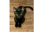 Adopt Shasta a All Black Domestic Shorthair / Mixed cat in Whitestone