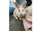 Adopt Honeydew (Bonded to Thyme) a Lionhead, Hotot