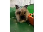 Adopt Petunia (Bonded to Geoff) a Lionhead