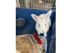 Adopt Pearl (Bonded with Suki) a Florida White