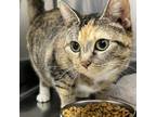 Adopt Rebecca a Domestic Short Hair