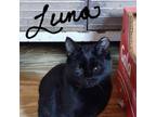 Adopt Luna a Domestic Short Hair