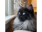 Adopt Midnight a Domestic Long Hair