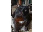 Adopt Aimsley a Domestic Shorthair / Mixed (short coat) cat in Phoenix
