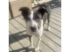 Adopt Estella a Black - with White Border Collie / Mixed dog in New Oxford
