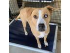 Adopt Sunflower a Mixed Breed