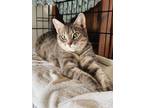 Adopt Dottie a Domestic Short Hair, Tabby