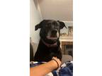 Adopt Lexi a Black Labrador Retriever, Mixed Breed