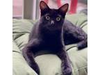 Adopt Carbon 4049 a Domestic Shorthair / Mixed cat in Vista, CA (38455202)