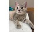Adopt Kit Kat a Tortoiseshell Domestic Mediumhair / Mixed (medium coat) cat in