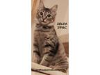 Adopt Zelda a Domestic Shorthair / Mixed (short coat) cat in Spring