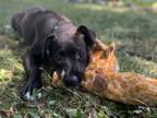 Adopt Junebug a Black - with White Labrador Retriever / Mixed dog in Lake Saint
