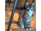 Adopt McClaren a Domestic Shorthair (short coat) cat in Dallas, TX (38437699)