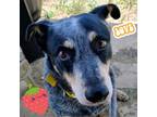 Adopt Molly - loves people & cuddling! a Black Australian Cattle Dog / Mixed dog