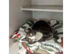 Adopt Princess a Domestic Medium Hair