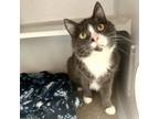 Adopt Princess a Domestic Medium Hair