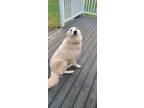 Adopt Winnie a Great Pyrenees, German Shepherd Dog