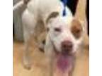 Adopt Ducky a Pointer, Pit Bull Terrier