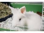 Adopt Bunnies a Lionhead