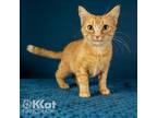 Adopt Mama K a Orange or Red (Mostly) Domestic Shorthair / Mixed (short coat)