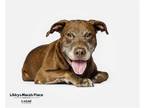 Adopt Randy a Labrador Retriever / Mixed dog in Mcclellanville, SC (38565370)