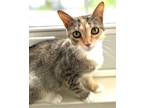 Adopt Betsy Ross a Calico or Dilute Calico Domestic Shorthair / Mixed (short