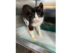 Adopt Heron a Domestic Short Hair