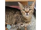 Adopt Daniela a Domestic Short Hair