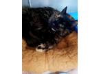 Adopt Winnie a Tortoiseshell