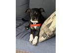 Adopt SAM a Black - with White Terrier (Unknown Type, Medium) / Mixed dog in
