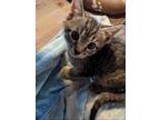 Adopt Roger a Gray, Blue or Silver Tabby Domestic Shorthair / Mixed (short coat)