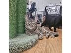 Adopt Taylor a Brown or Chocolate (Mostly) Domestic Shorthair / Mixed (short