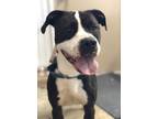 Adopt Toby a Black - with White American Pit Bull Terrier / Mixed dog in