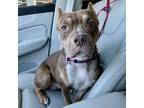 Adopt Tilly (blind) a American Staffordshire Terrier