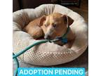 Adopt Mel 2 a Tan/Yellow/Fawn Mixed Breed (Small) / Mixed dog in Phoenix