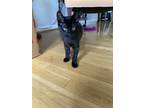 Adopt Cosmo a Black (Mostly) Domestic Shorthair (short coat) cat in Alexandria