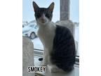 Adopt Smokey a Domestic Short Hair