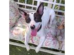 Adopt Brooke- Chino Hills Location a Rat Terrier