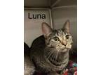 Adopt Luna2 (aka Marsha) - Bonded with Simba a Domestic Short Hair