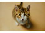 Adopt Buttercup a Domestic Shorthair / Mixed (short coat) cat in Walden