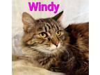 Adopt Windy a Domestic Long Hair