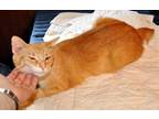 Adopt Spright a Orange or Red (Mostly) Manx / Mixed (short coat) cat in Liberty